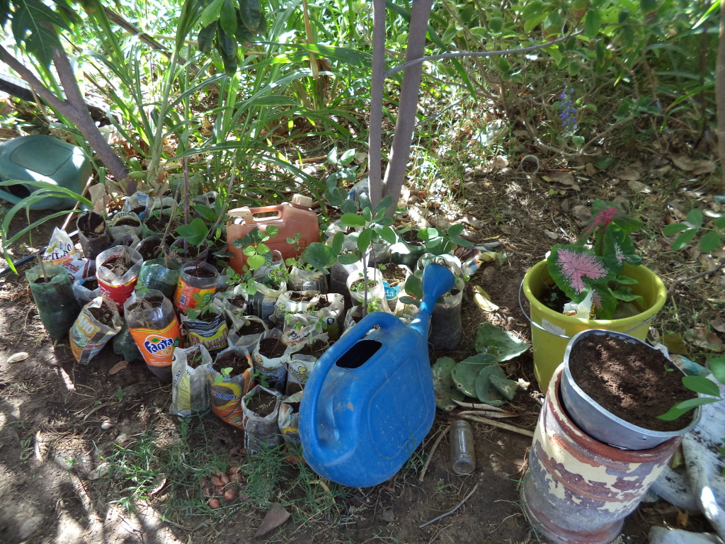 Mudas de árvores da caatinga, entregues pelo projeto.