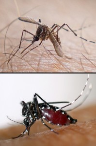 Vírus chikungunya pode ser transmitido por dois tipos de mosquitos: o 'Aedes aegypti' (no alto) e o 'Aedes albopictus' (Foto: Douglas Aby Saber/ Fotoarena-AFP Photo/ EID Mediterranee)