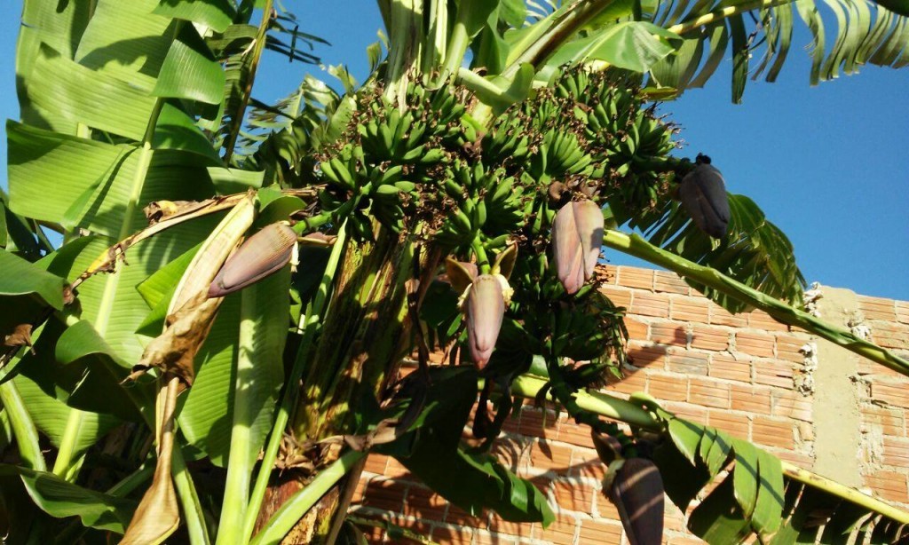 Vá contando: bananeira com cinco cachos chamou atenção na comunidade de Santa Cruz da Baixa Verde. Para especialista, as condições climáticas, a maior fertilidade do solo ou a rusticidade da planta podem favorecer a produção de mais de um cacho.